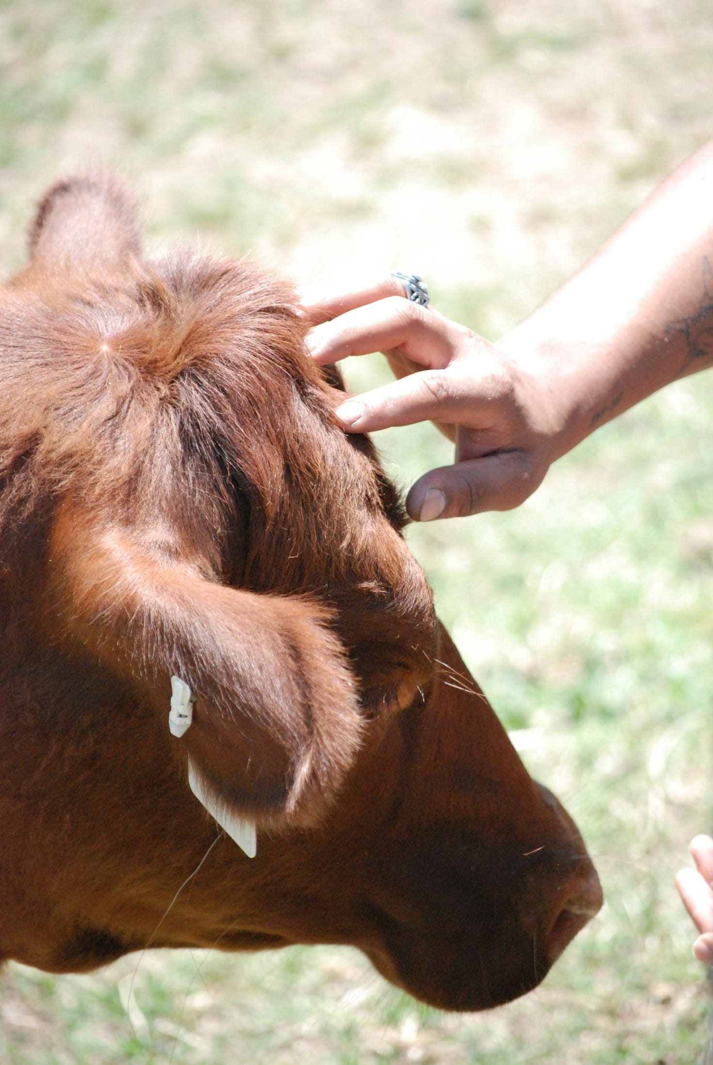 Understanding Modern Animal Husbandry Techniques Today
