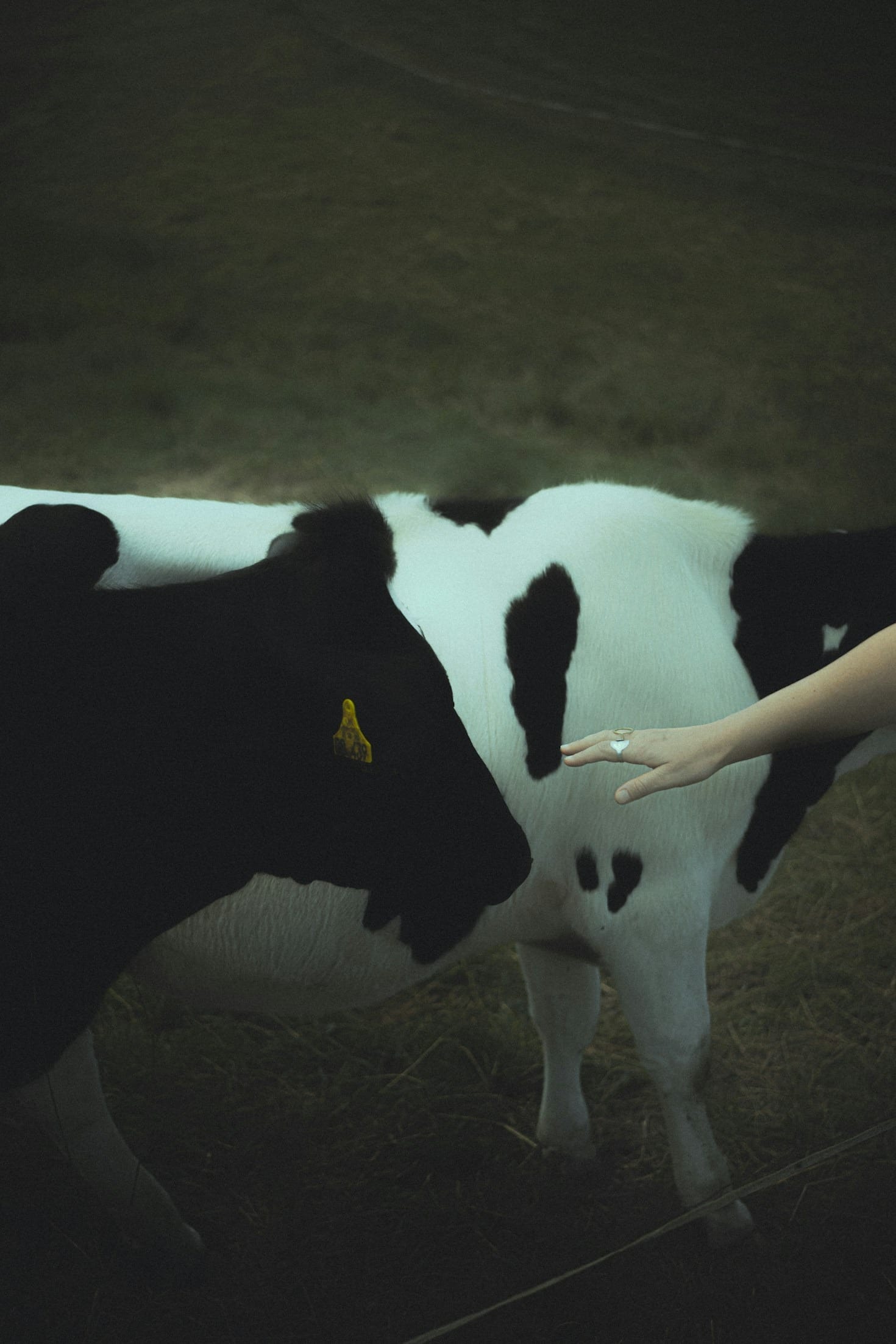 How To Effectively Research Livestock Diseases