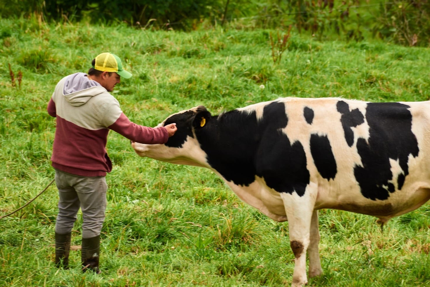 Essential Skills For Future Veterinary Professionals