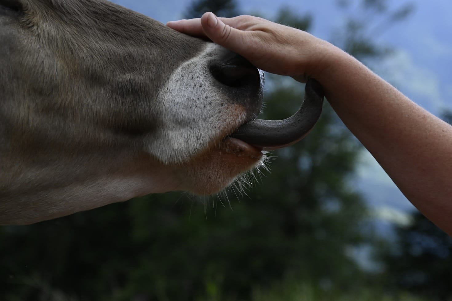 Common Challenges In Livestock Management Careers